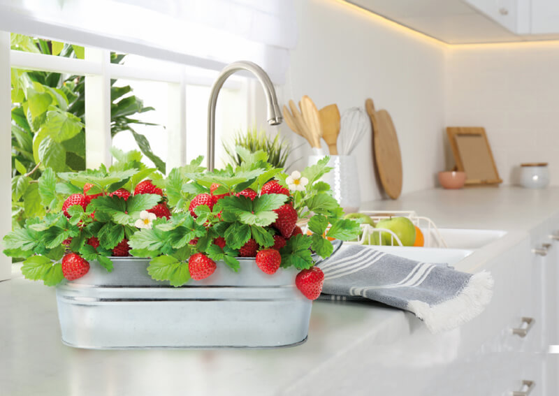 Säen Sie Erdbeeren im Haus in einer Zinkwanne.