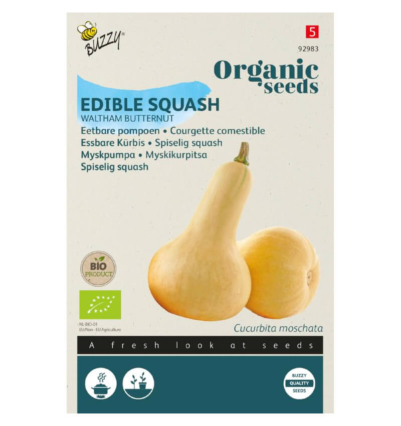 Aussaat von Bio-Speisekürbis.