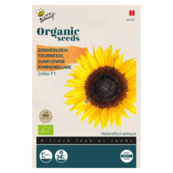 Buzzy Sonnenblume
