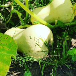 Aussaat von Kürbis in Ihrem eigenen Gemüsegarten.