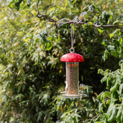 Vogel eet vogelzaad uit een voedersilo in de vorm van een paddenstoel.