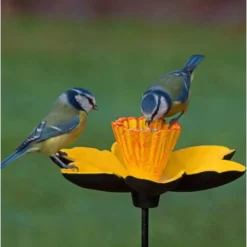 Narcis bloem als voederschaal voor tuinvogels.
