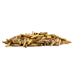 Nutriwormen (nutri worms) gedroogde insecten voor tuinvogels
