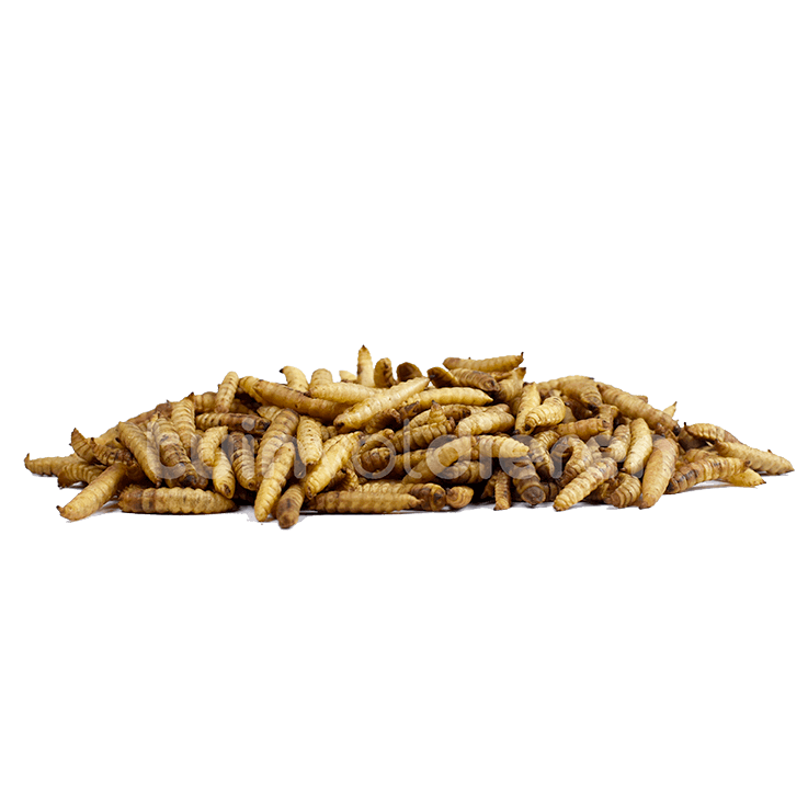 Nutriworms (Nutriwürmer) getrocknete Insekten für Gartenvögel