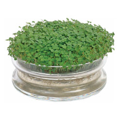 Buzzy® Bio-Keimschale aus Glas mit Rocket BIO