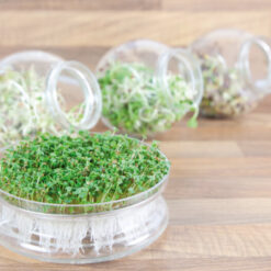 Alternative view of Buzzy® Organic Sprouting Rucolakers (BIO)