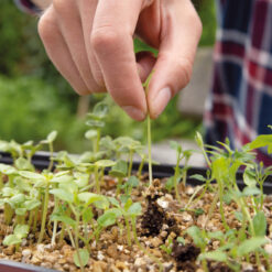 Vermiculiet voorzaaien groenteplanten