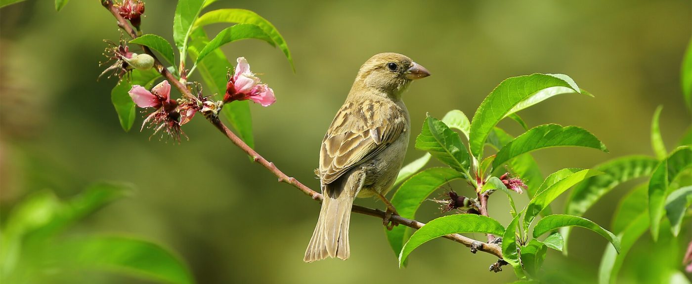 Vogels voeren in de zomer
