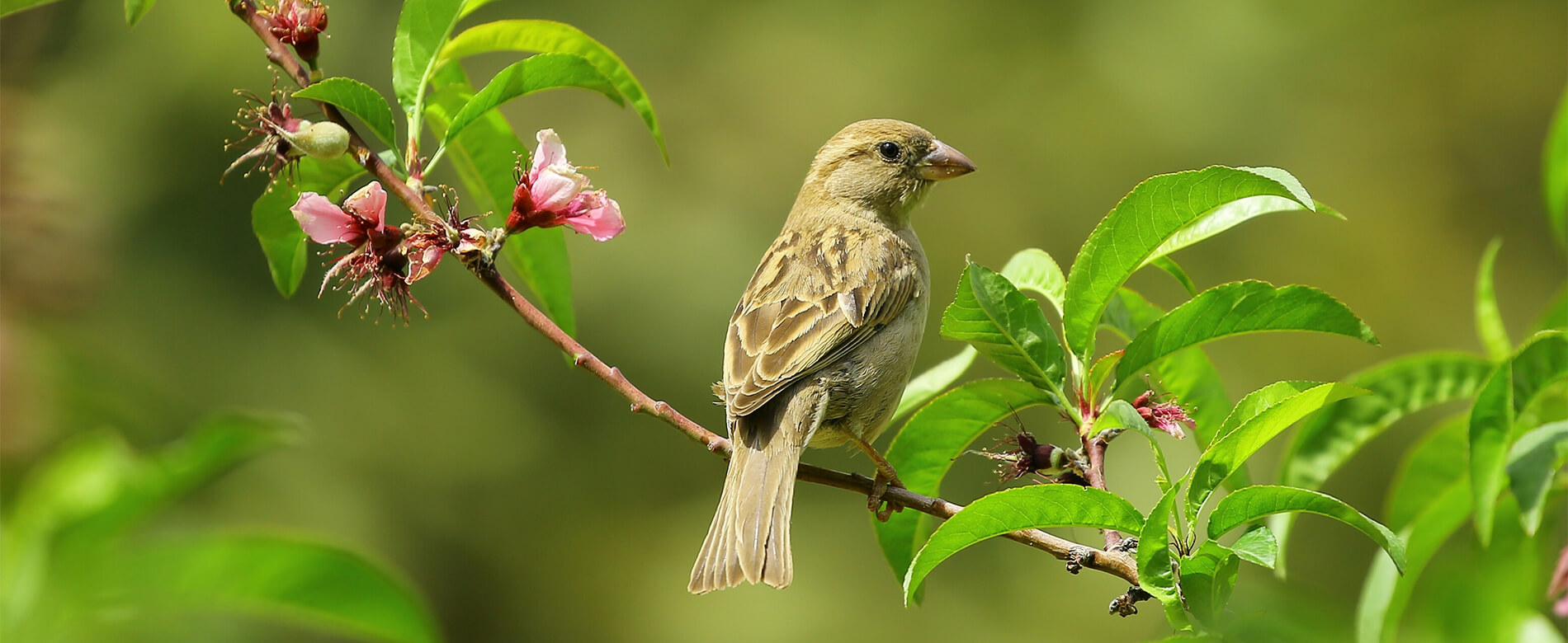 Vogels Voeren In De Zomer