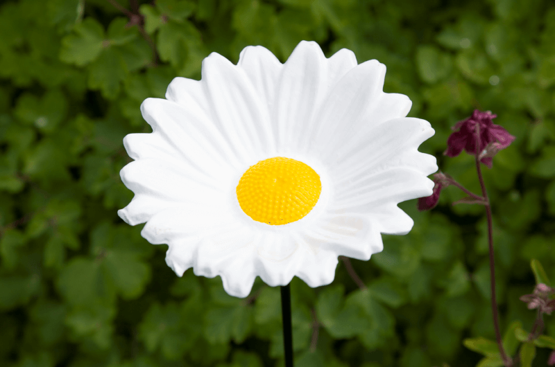 Gänseblümchen-Pfahl Futtervögel