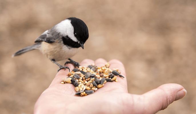 Sfeerfoto vogel aan het eten