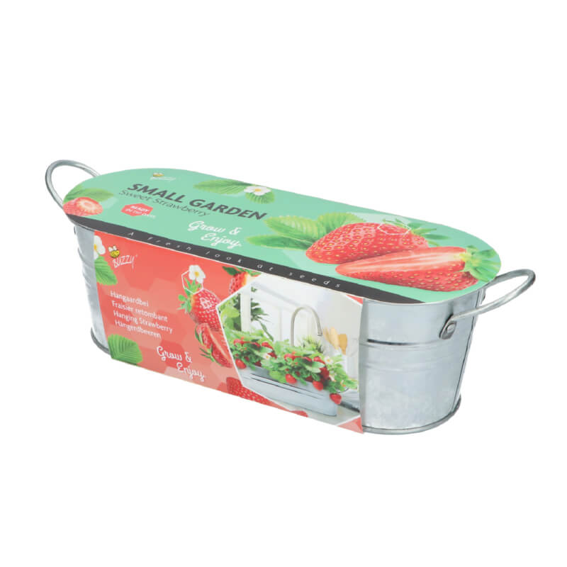 Aussaat von Erdbeeren im Zinkbehälter.
